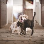 dog, cat, pets-5883275.jpg
