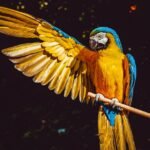 parrot, yellow macaw, bird-3601194.jpg