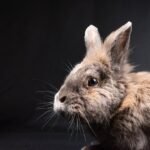 rabbit, bunny, lionhead rabbit-8539830.jpg