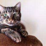 simba, cat, portrait-8618301.jpg
